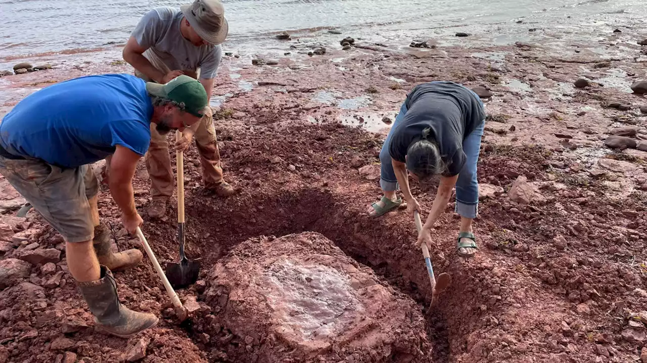 A Teacher Walking Her Dog On The Beach Found A Rare Unknown Fossil Older Than Dinosaurs