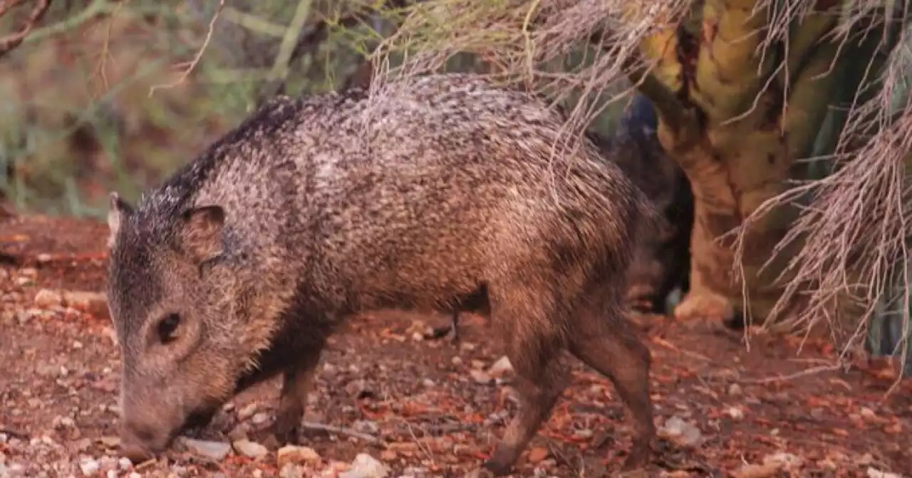 Living with javelina in Arizona: Tips to keep you, your pet and native wildlife safe