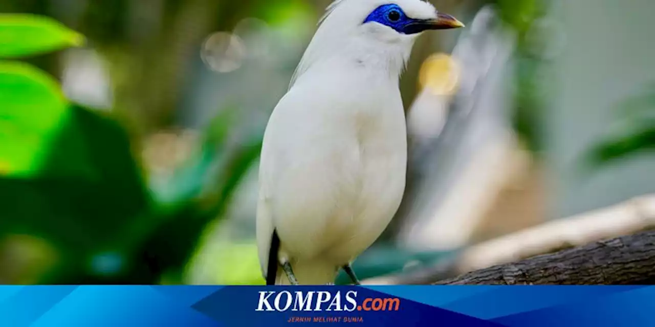 Jalak Bali, Burung Endemik Bali yang Nyaris Punah