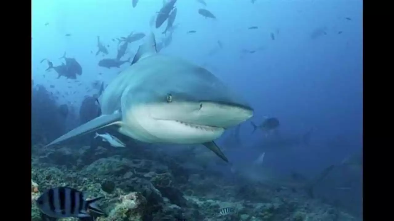 Shark kills US tourist snorkeling in Bahamas, police say