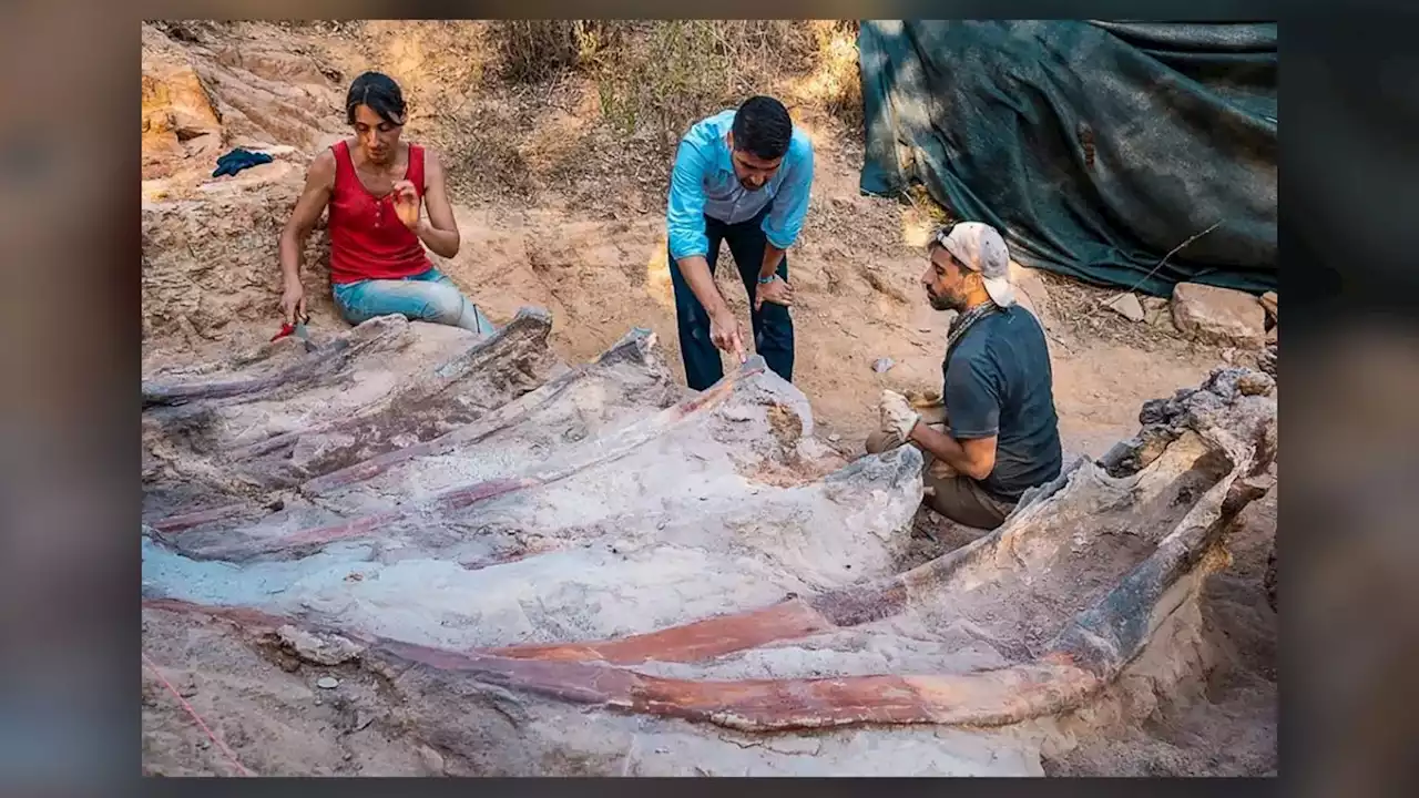 Ginormous Jurassic fossil in Portugal may be the biggest dinosaur ever found in Europe