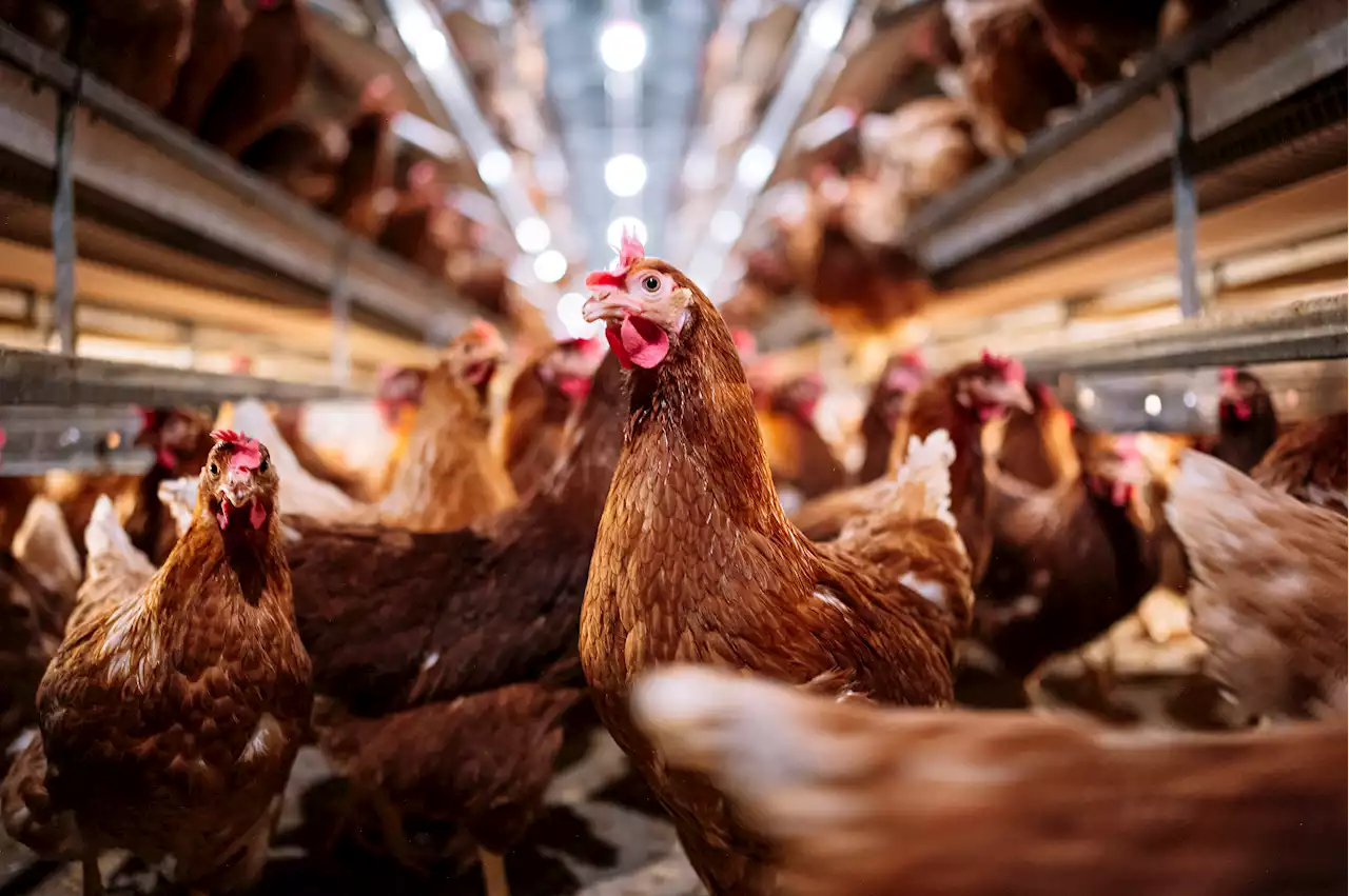 Bird Flu Forces Egg Farm to Euthanize 3 Million Chickens