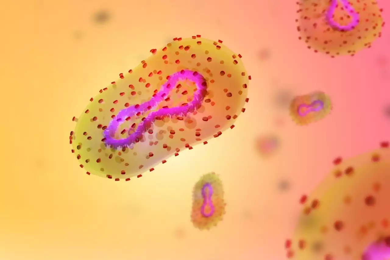 DNA levels of monkeypox correlate with virus infectivity