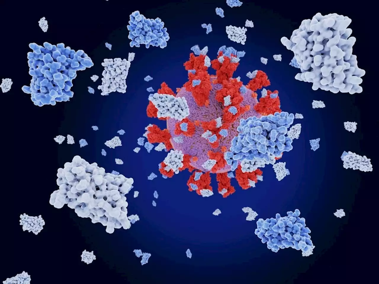 Plant production of nanobodies that neutralize the interaction between ACE2 receptor and SARS-CoV-2 spike protein