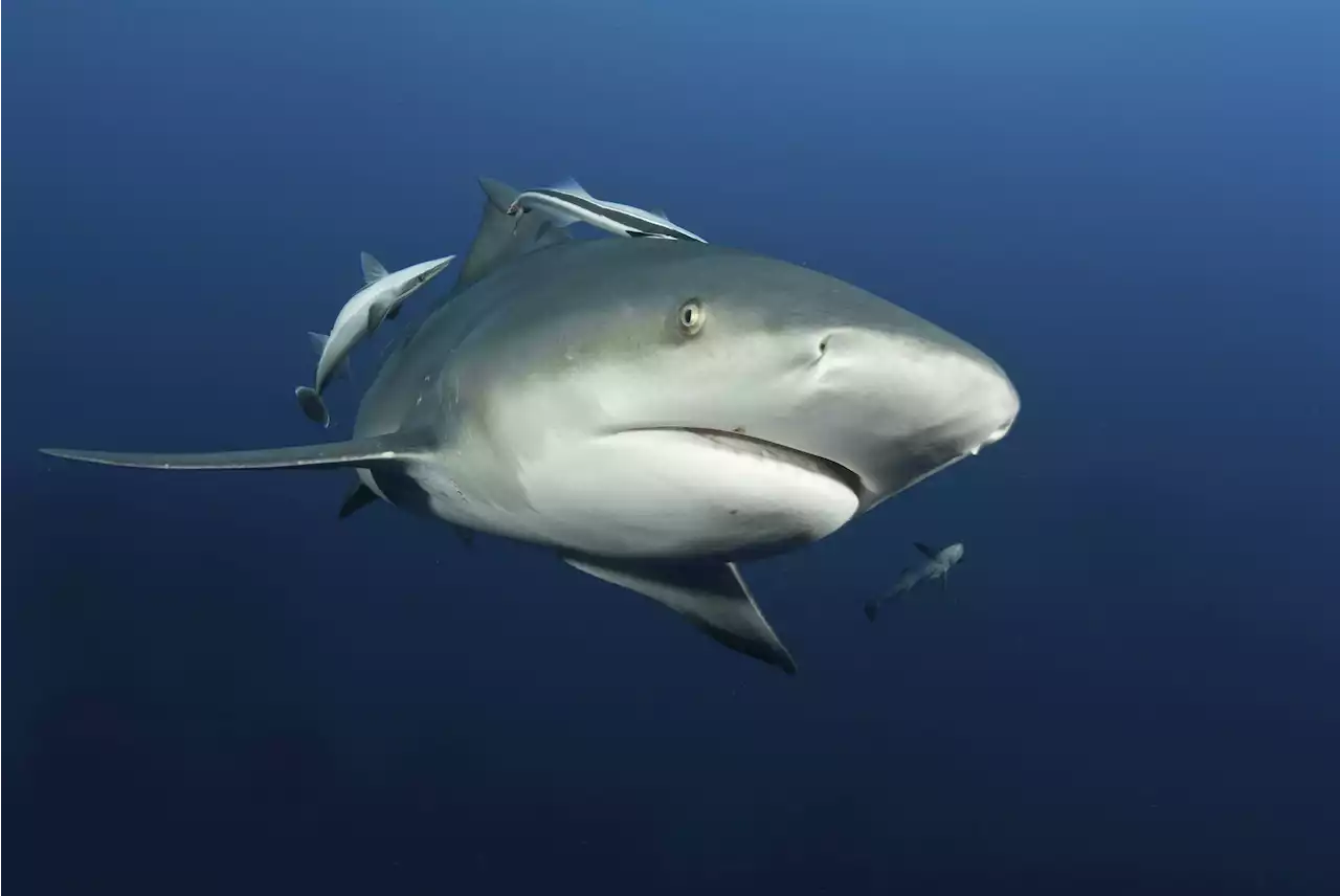 Bull shark kills Pennsylvania woman on cruise to Bahamas