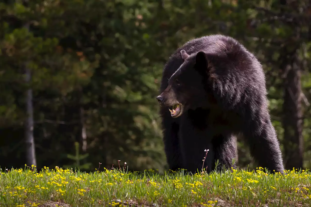 Hero dog saves Oregon woman being mauled by bear in backyard