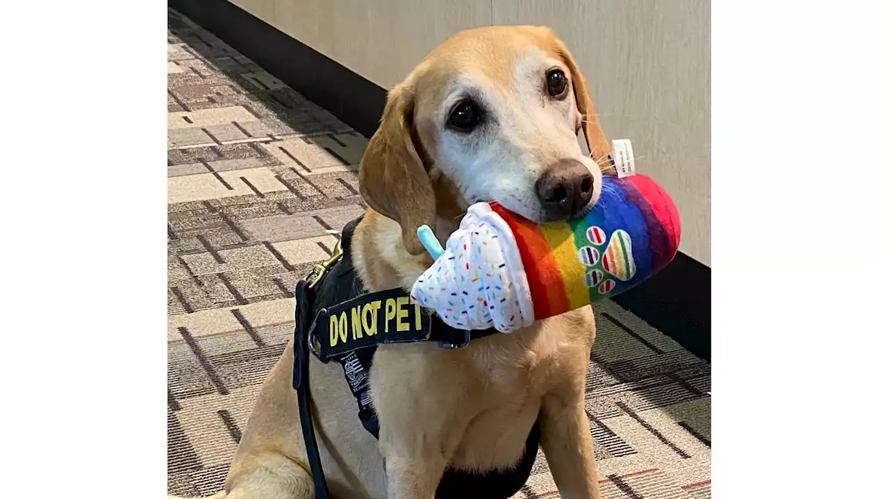 Eebbers, TSA's oldest and cutest bomb-sniffing dog, retires after a decade of service