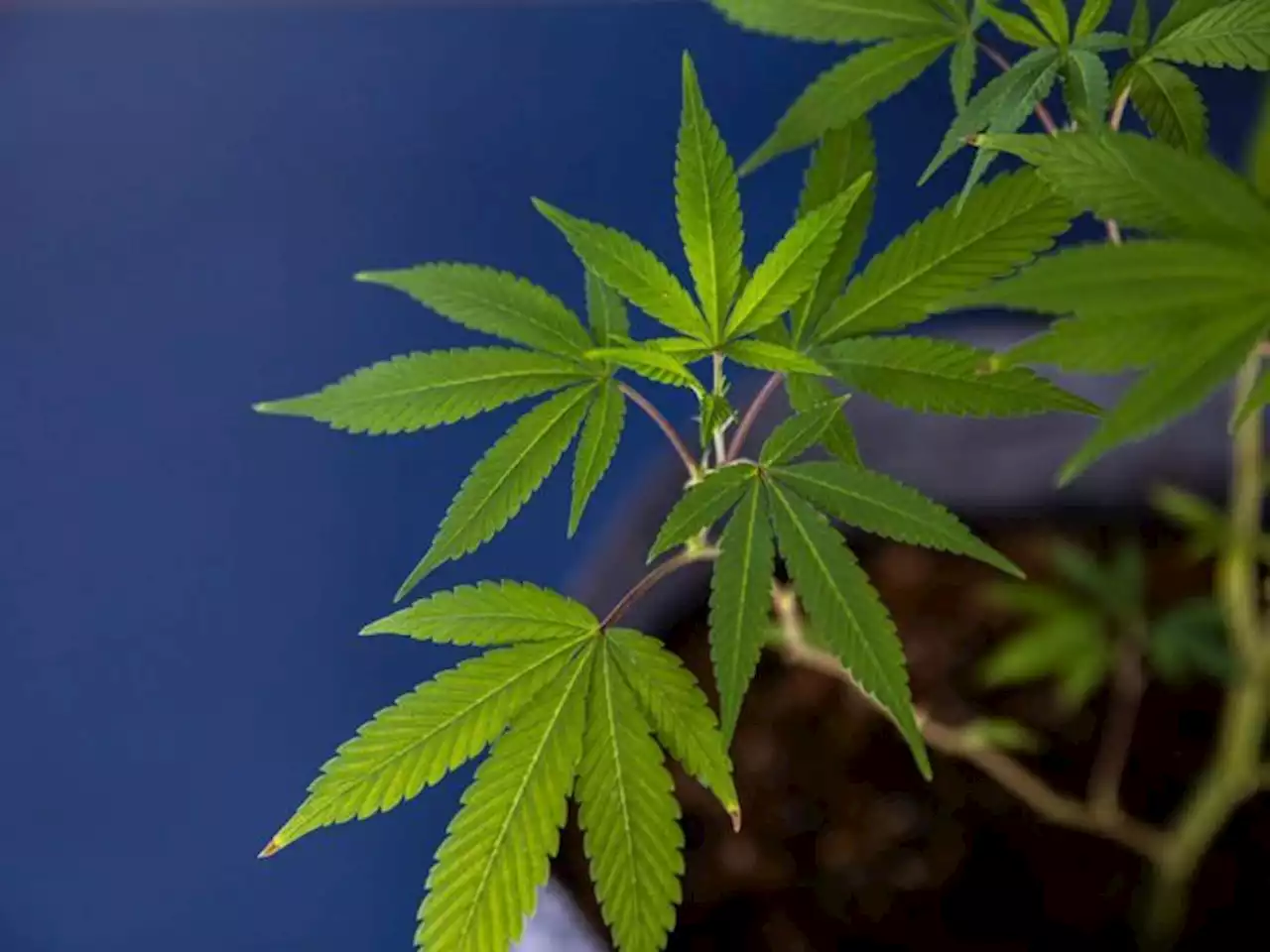 Man sits on roof for two days because his family won’t let him smoke weed