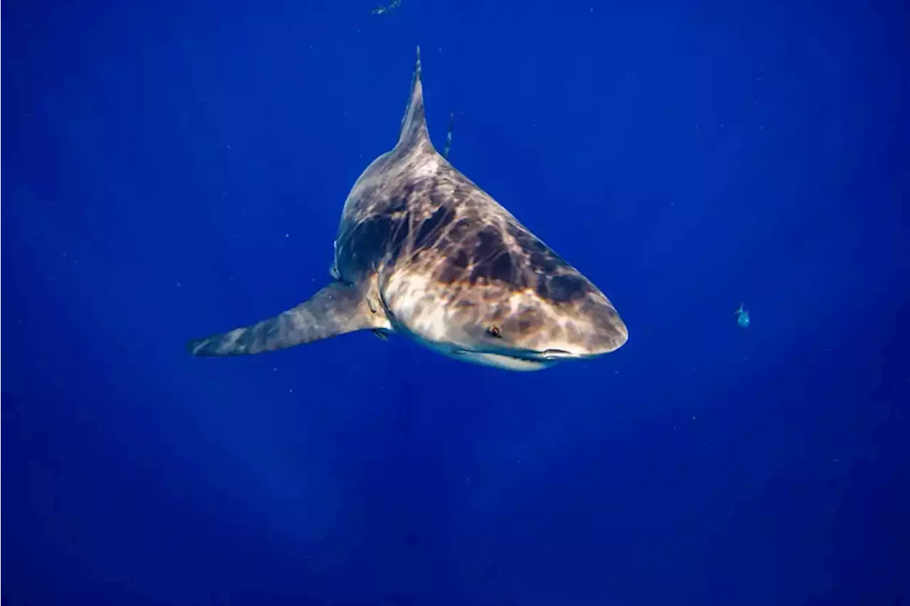 Pennsylvania woman killed by shark in Bahamas