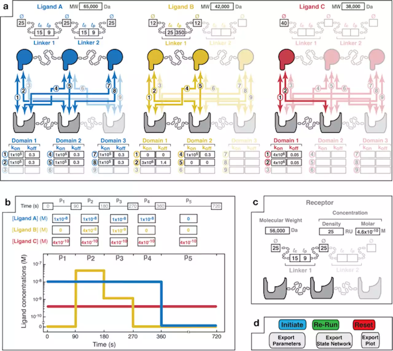 MVsim is a toolset for quantifying and designing multivalent interactions - Nature Communications