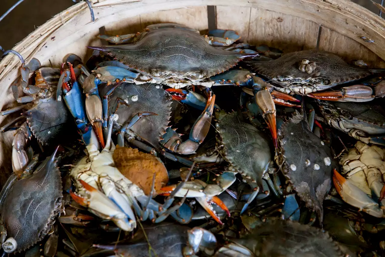 Sustainable batteries could one day be made from crab shells