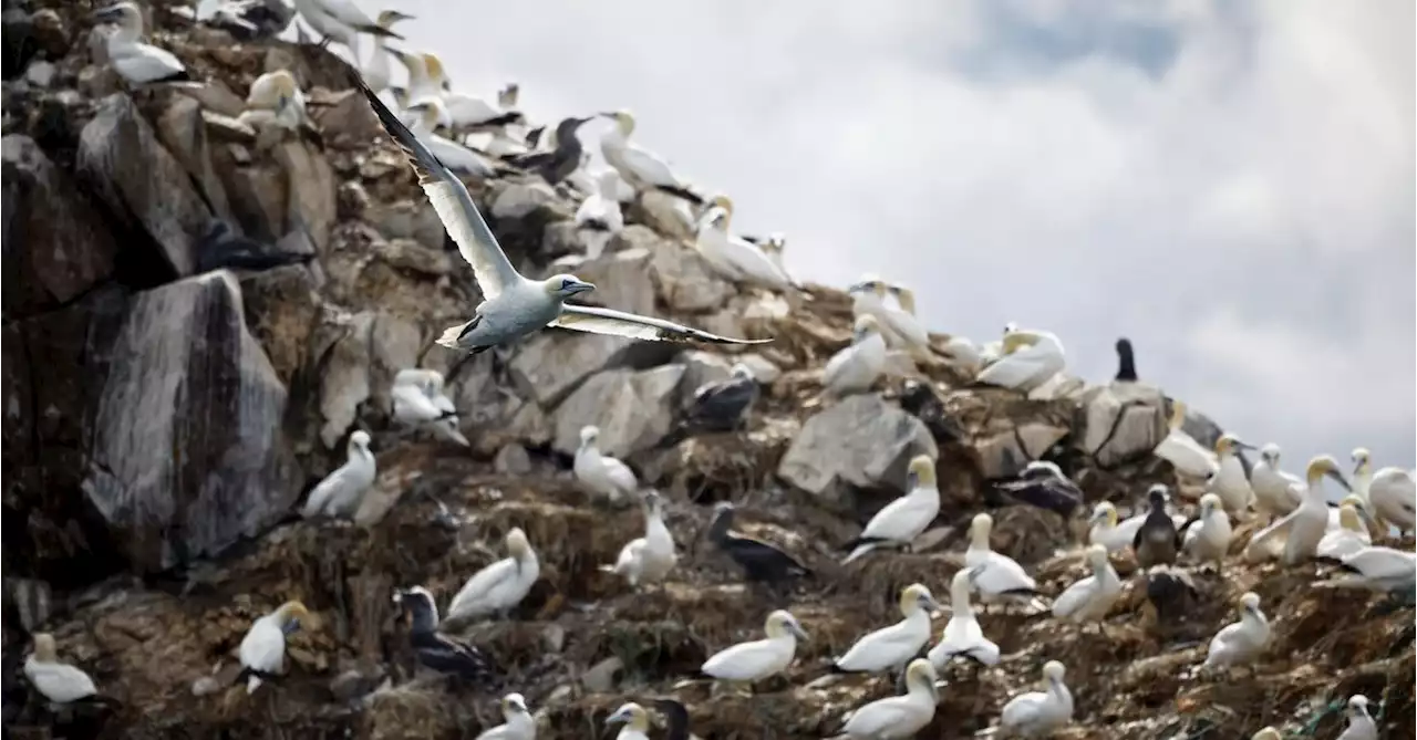 New bird flu wave in France raises fears deadly virus here to stay