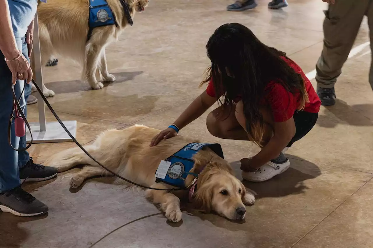 Comfort Dogs Are Greeting Uvalde Students On Their First Day Back to School