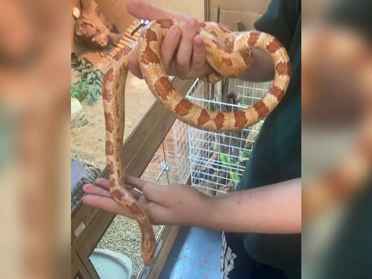 Third snake in three weeks found in Shropshire countryside, renewing dumping concerns