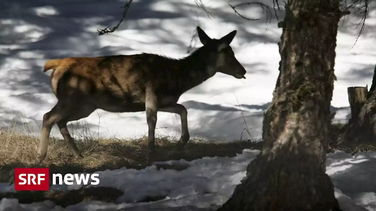 Heftige Kritik an Jagdpraxis - Das Tessin macht Jagd auf säugende Hirsche