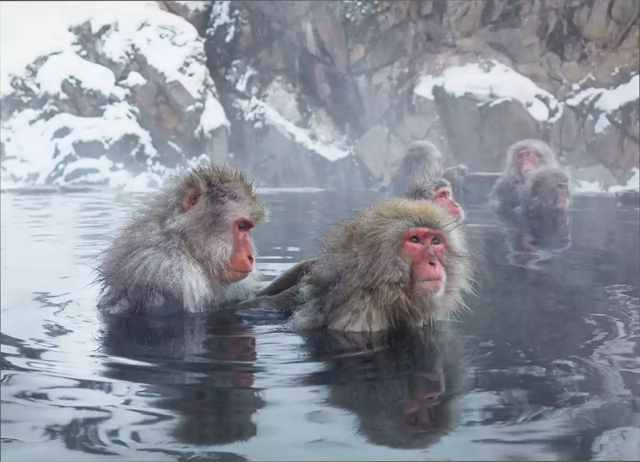 Snow monkeys soak in hot springs to escape cold in new Attenborough series