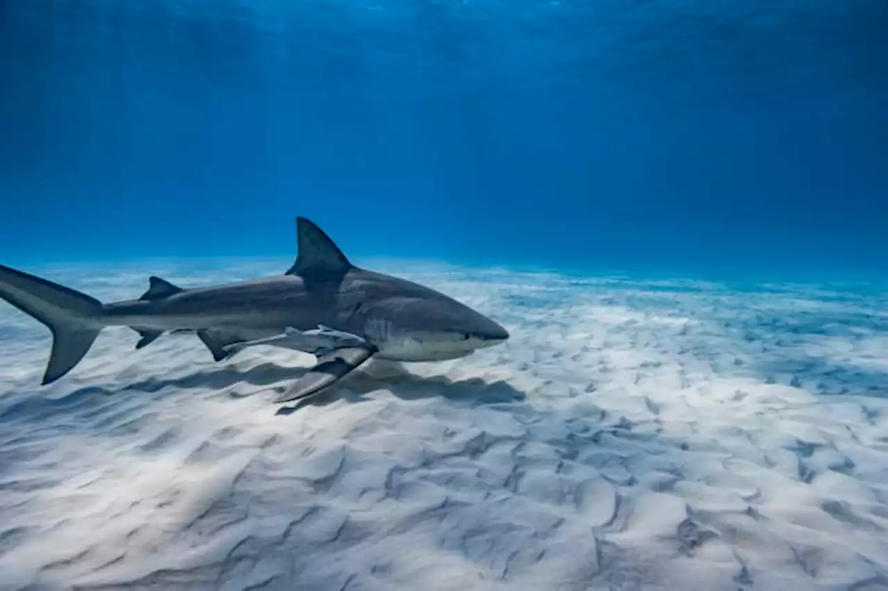 Police: Shark kills US tourist snorkeling in Bahamas