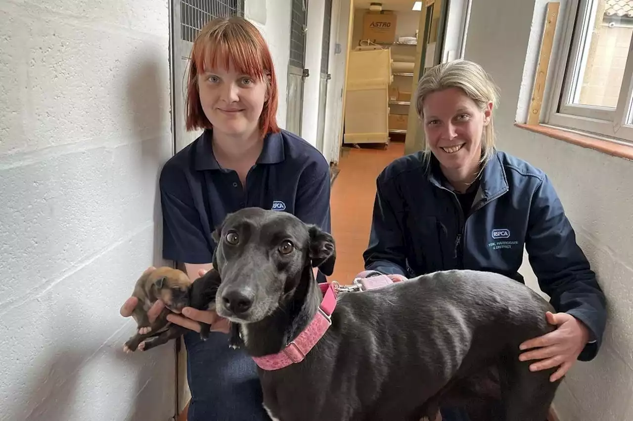 Yorkshire animal charities plead to pet owners ‘don’t abandon pets’ amid cost of living crisis