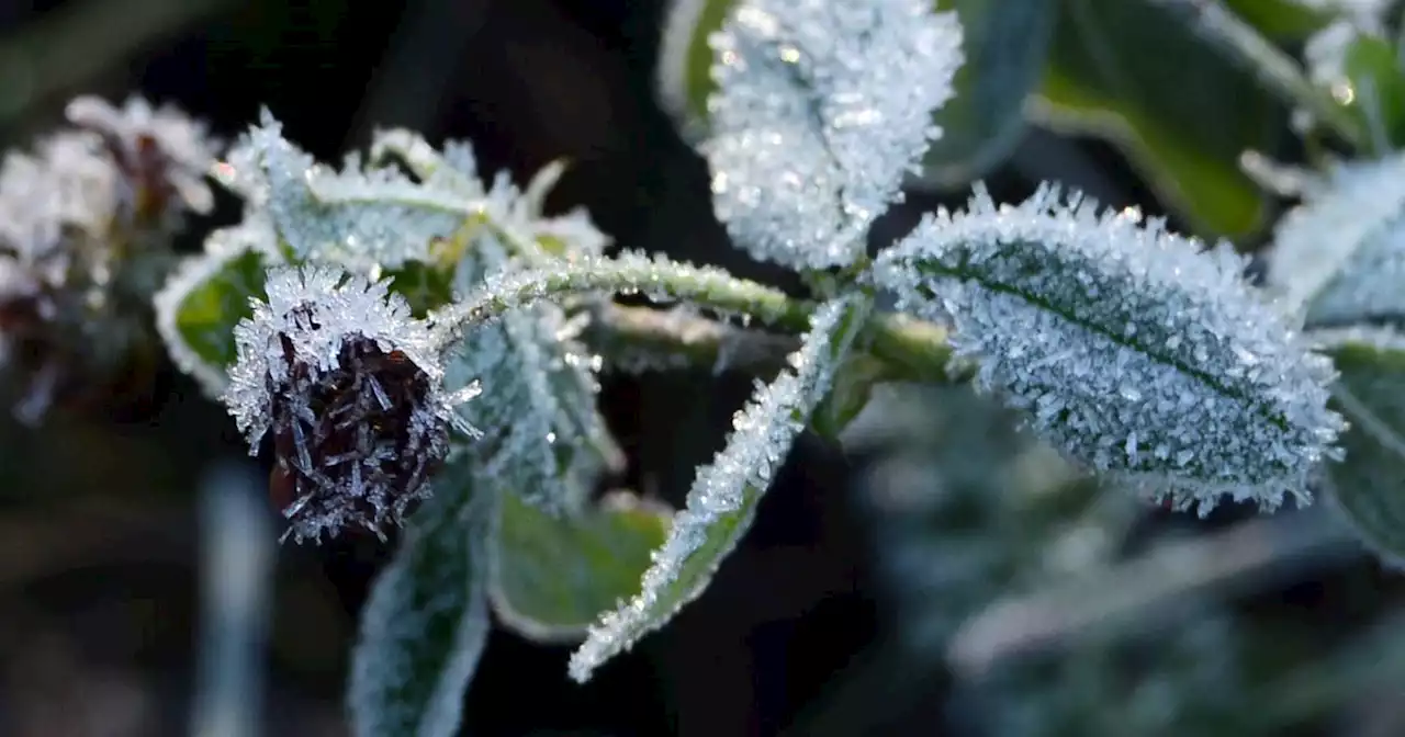 As first frost nears, gardeners should be planning for winter