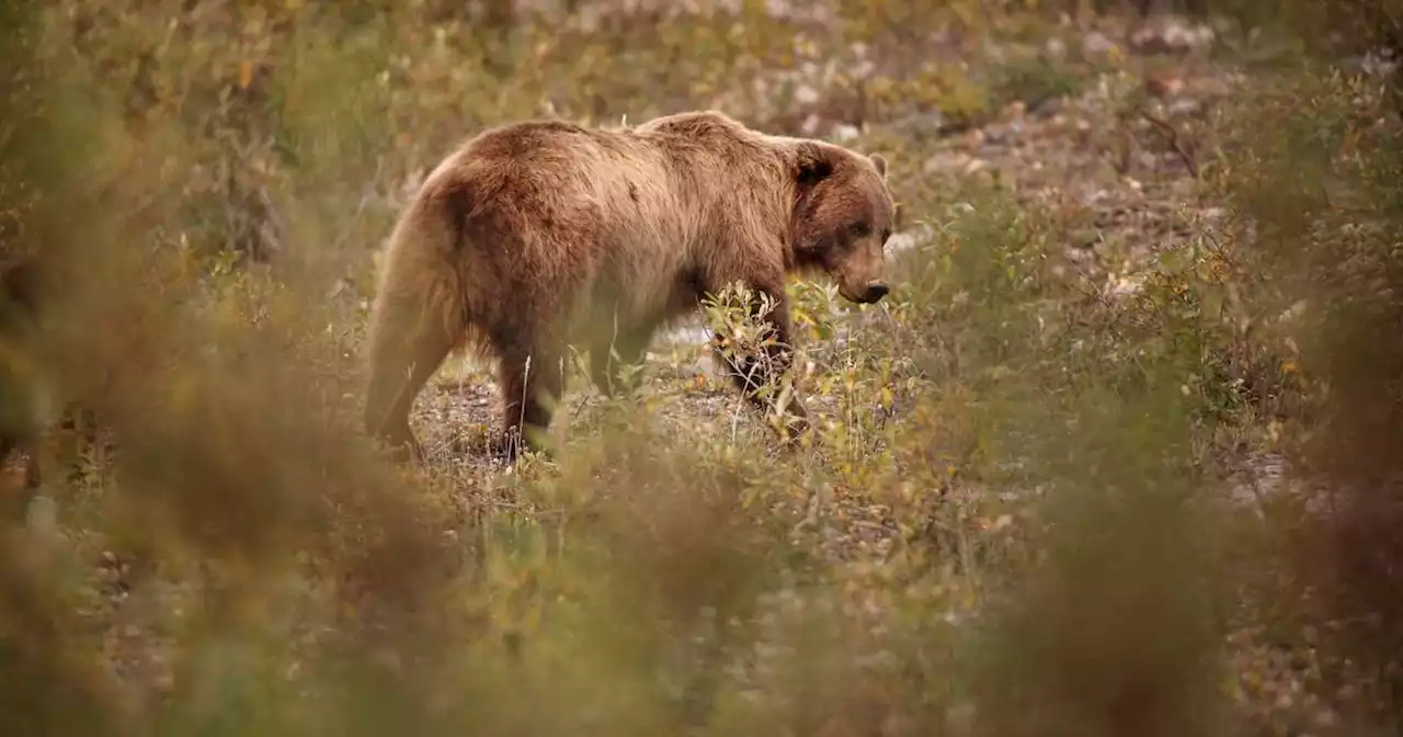 Michigan hunter mauled by grizzly bear north of Glennallen