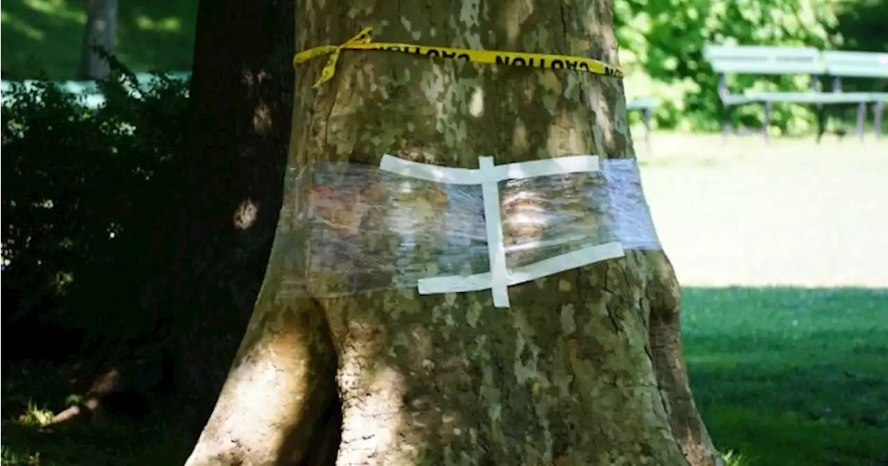 $50,000 reward for tips leading to arrest in Halifax Public Gardens tree vandalism | Globalnews.ca