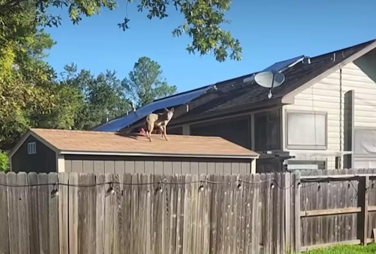 Police say coyotes are killing pets in Houston, share viral video of one scaling roof in Richmond