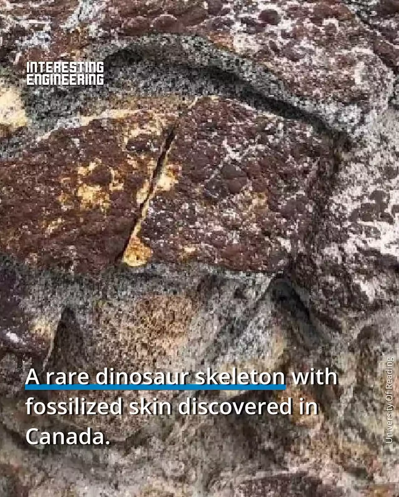 A rare dinosaur skeleton with fossilized skin discovered in Canada