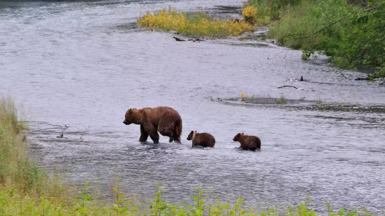 Michigan man wounded in bear mauling north of Glennallen