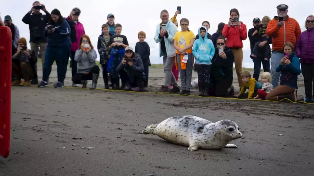 Rescued harbor seal pups return to Cook Inlet