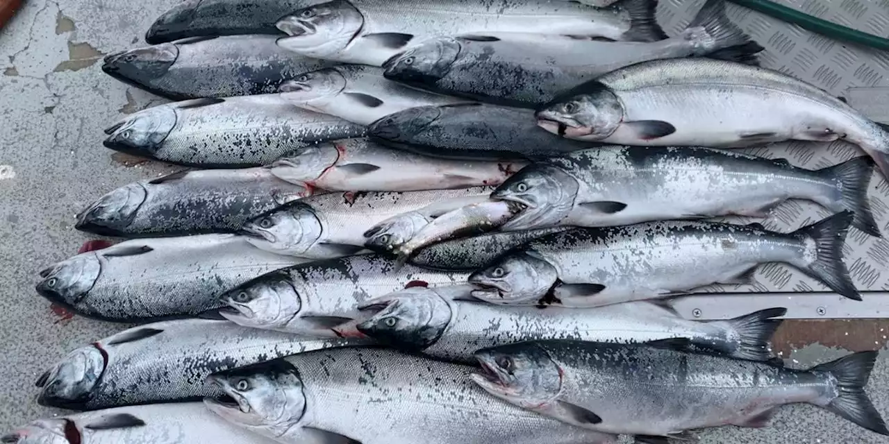 Alaska Department of Fish & Game issues emergency closure for Silver Salmon fishing