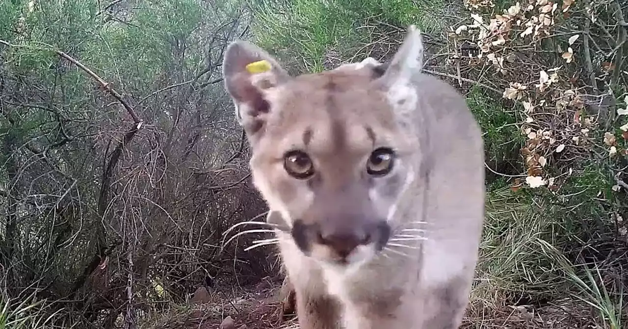 Death of pregnant mountain lion underscores two human-caused dangers: Cars and rat poison