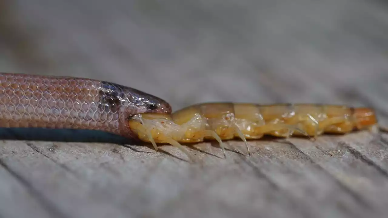 Rare Florida snake found dead after choking on a giant centipede