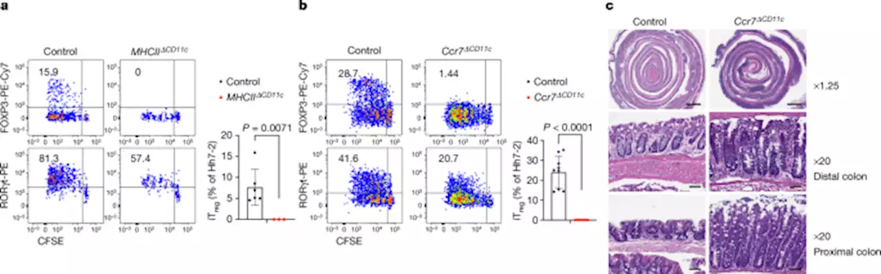 A RORγt+ cell instructs gut microbiota-specific Treg cell differentiation - Nature