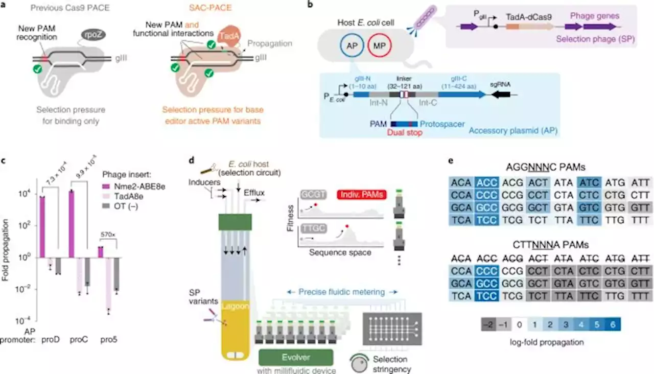 High-throughput continuous evolution of compact Cas9 variants targeting single-nucleotide-pyrimidine PAMs - Nature Biotechnology