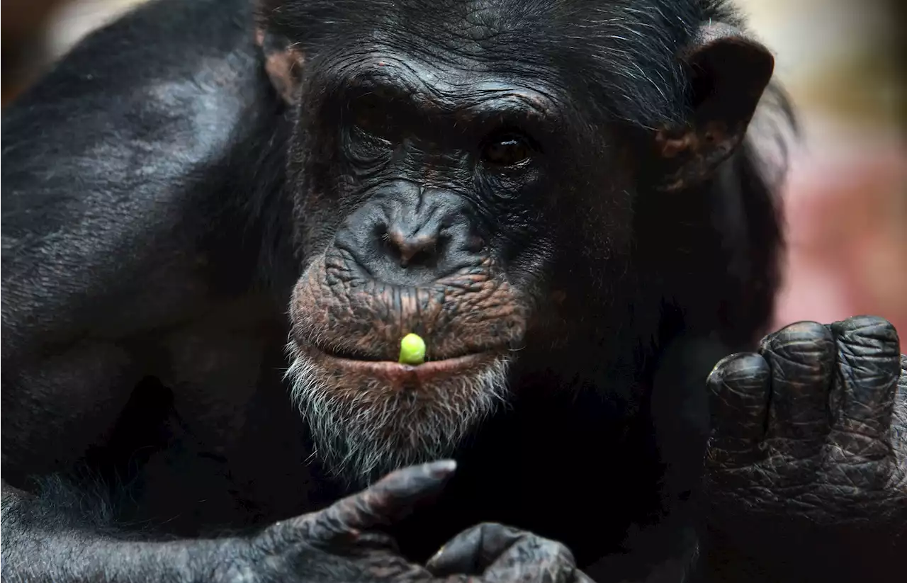WATCH: Ukrainian Zookeeper Entices Escaped Chimpanzee Home With a Raincoat and Bicycle