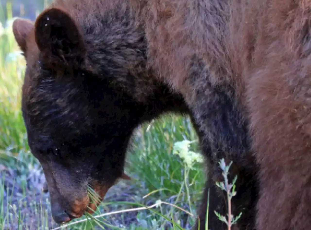 Michigan man recovering after Alaska grizzly bear attack