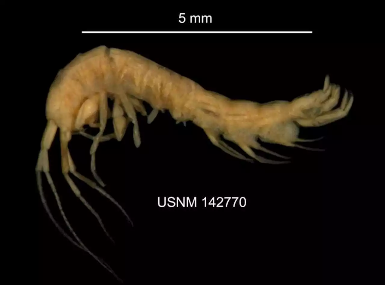 Saving D.C.’s endangered species — the Hay’s Spring amphipod