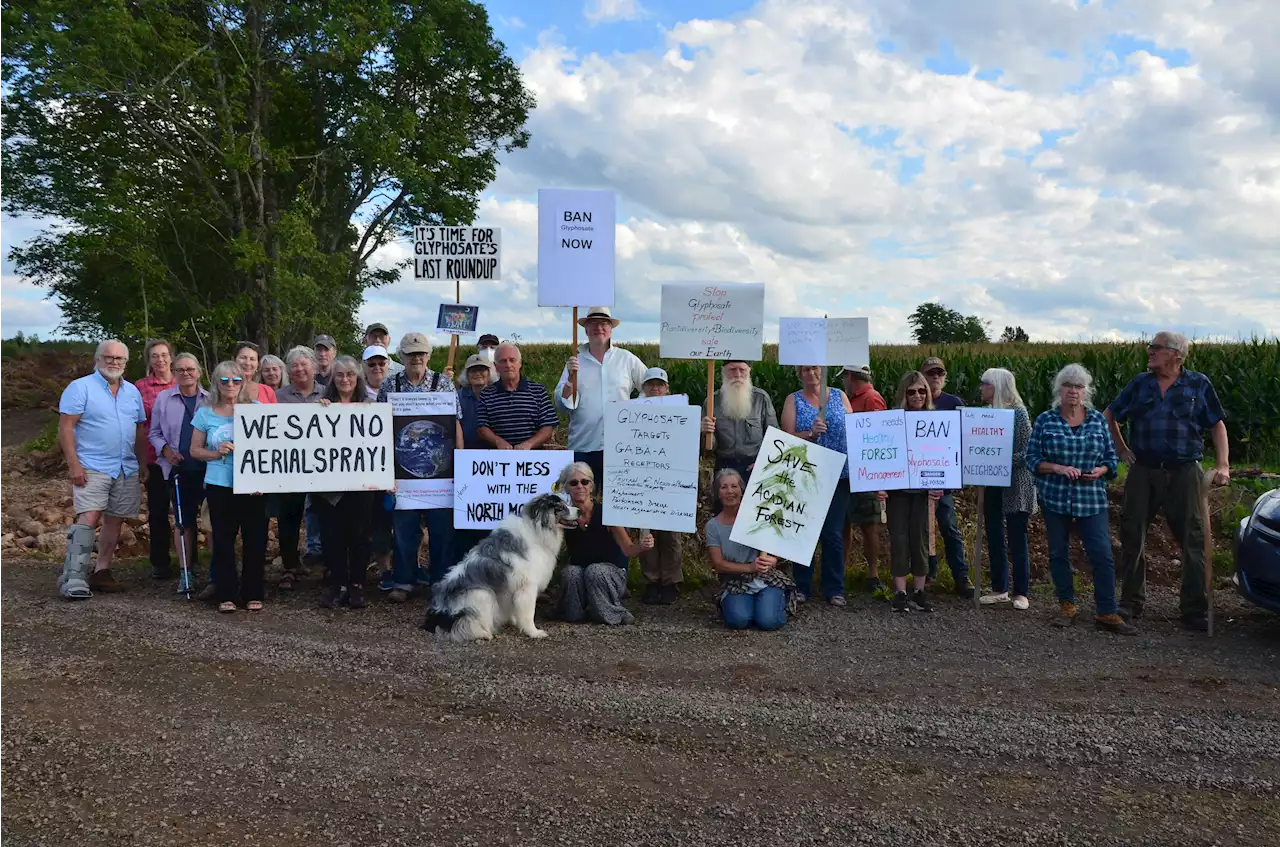 Protesters occupy site of proposed aerial spray on Nova Scotia’s North Mountain range | SaltWire