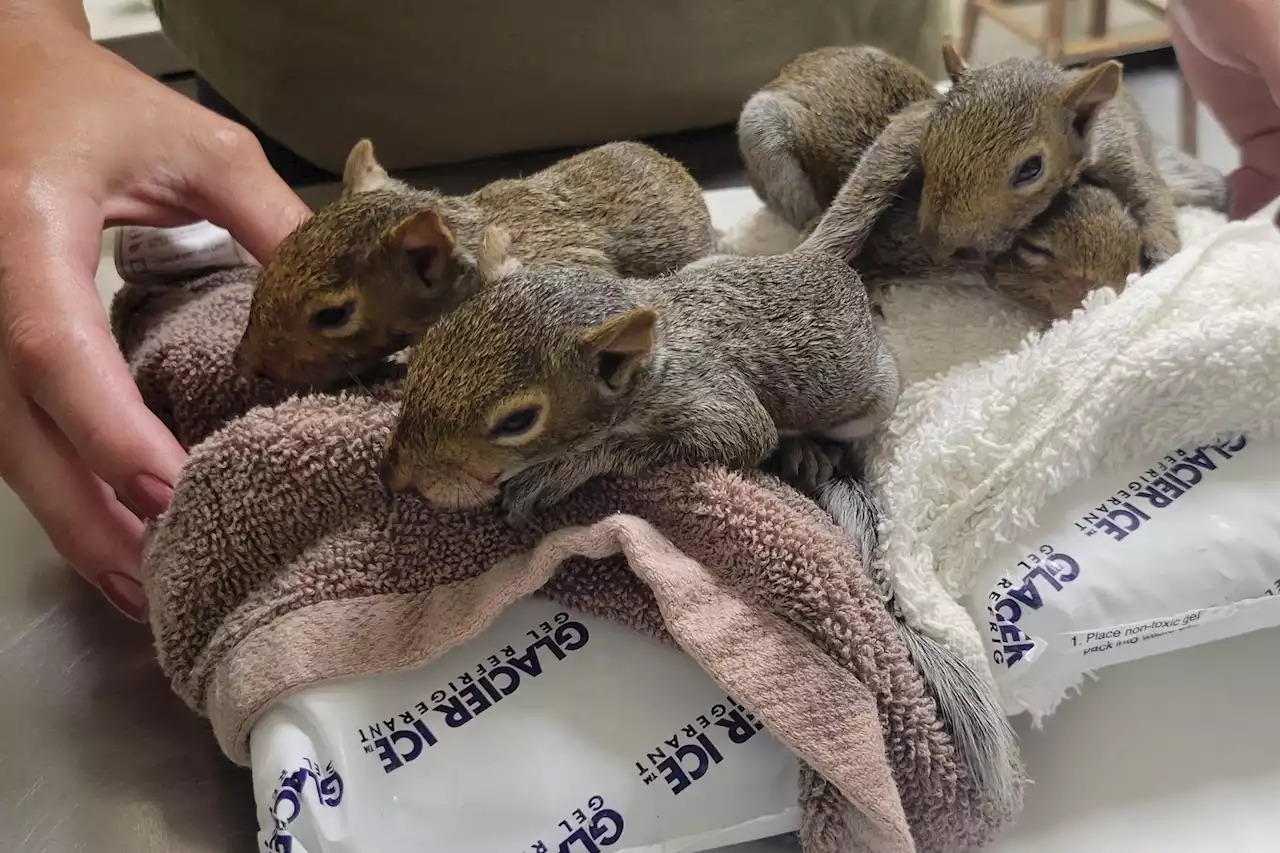 Bay Area squirrels are splooting and it's freaking people out