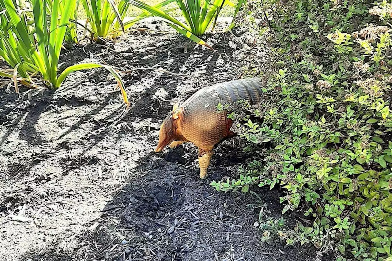 Stuffed armadillo that showed up in B.C. man’s garden is a mystery – Terrace Standard