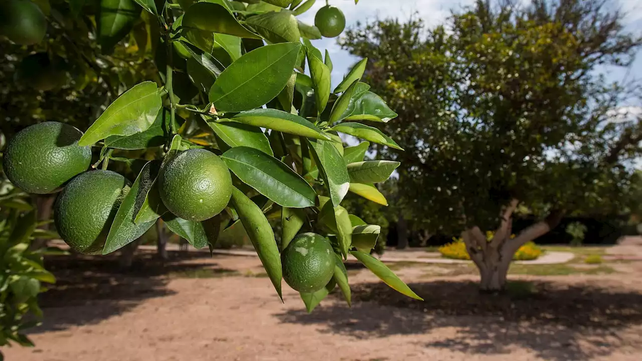 The cool season for veggie planting has arrived in Tucson