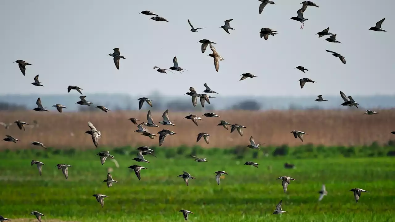 Chicago Rolls Out the Green Carpet for Fall Influx of Migrating Birds