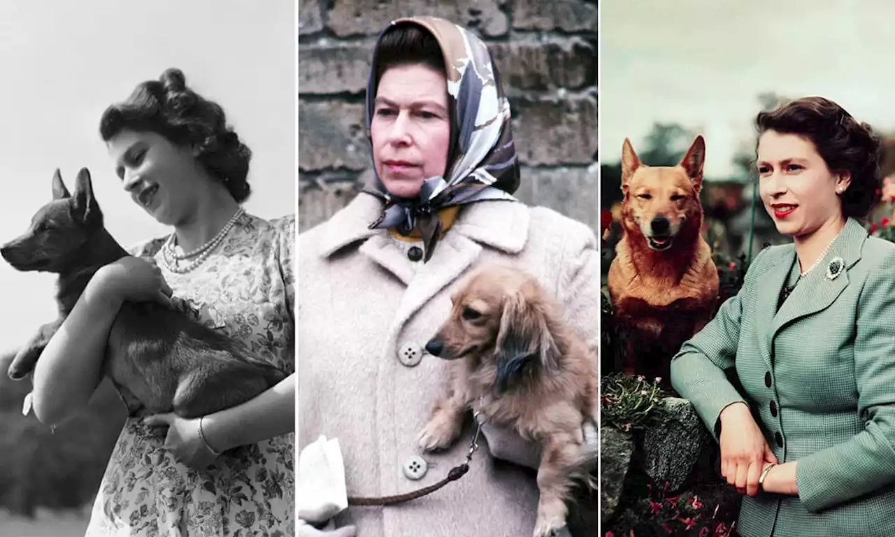 What will happen to the Queen's beloved Corgis?