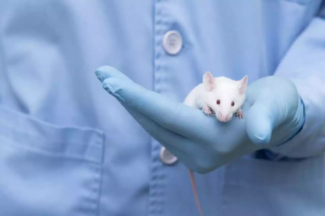 The sex of the researcher can influence results of mouse experiments