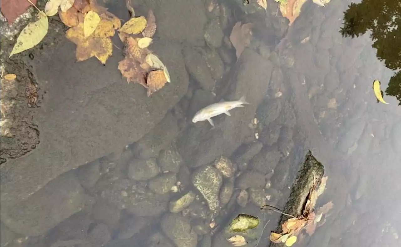 Fish die after hazmat incident in Northern Virginia stream