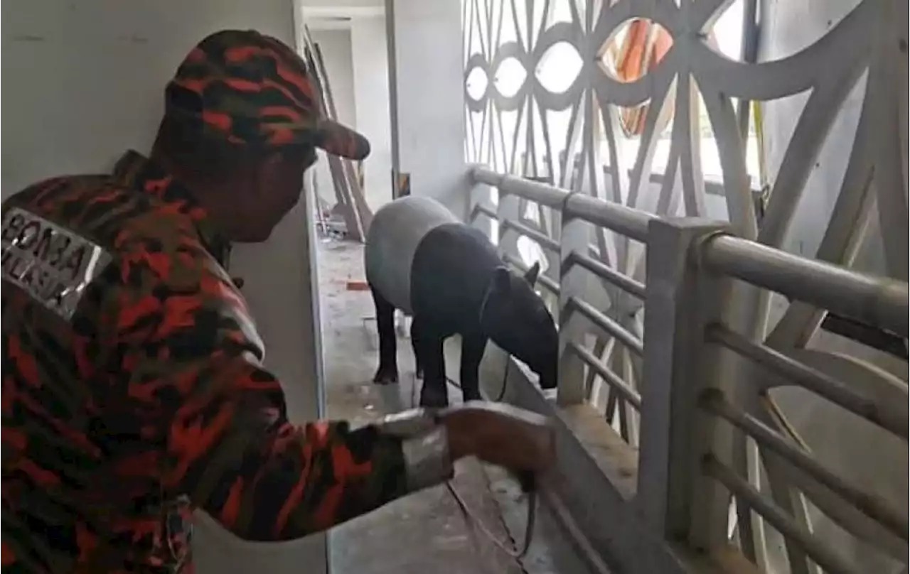 Tapir sesat di parkir hotel dibawa ke Zoo Melaka | The Malaysian Insight