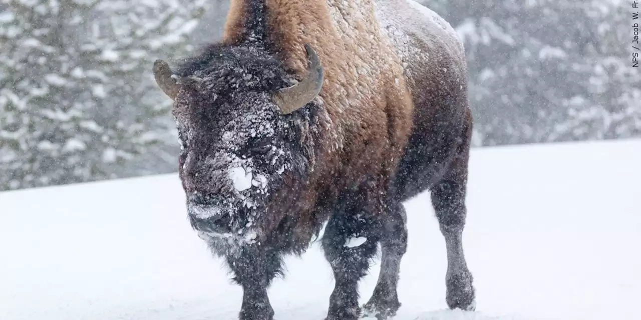 13 bison dead after truck hits herd near Yellowstone park