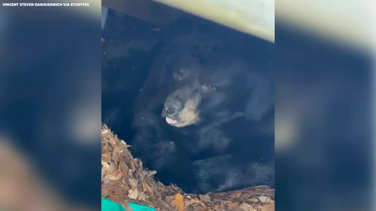 Connecticut family discovers black bear hibernating under deck