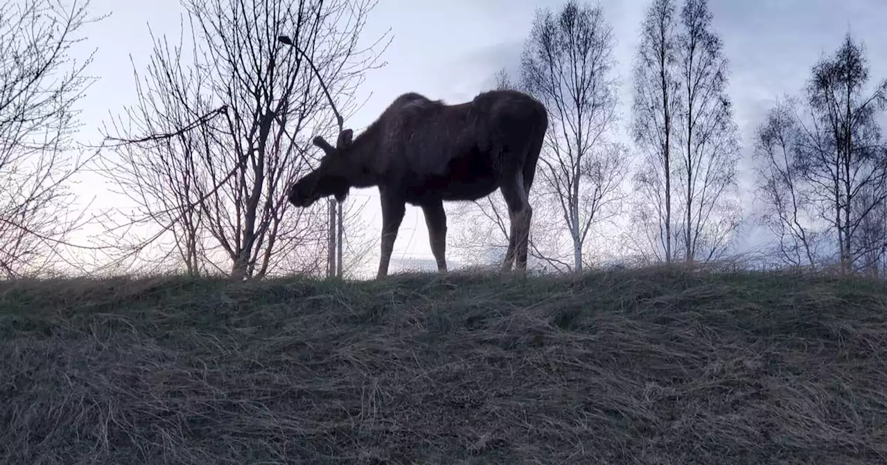 Study analyzes moose-vehicle collision risks, with results that could be used to improve road safety