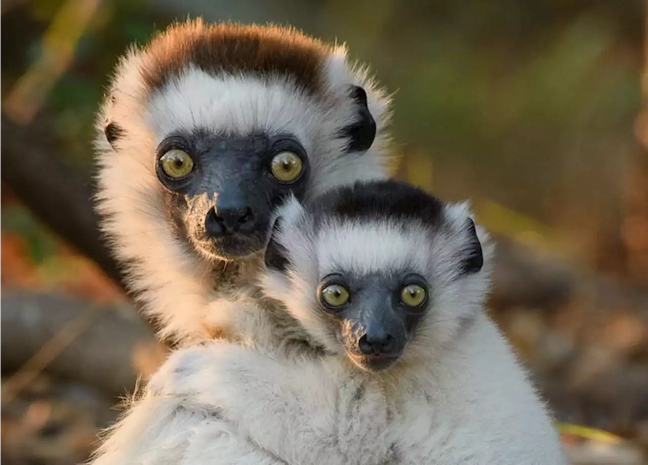 Madagascar, minacciati 23 milioni di anni di evoluzione - Scienza & Tecnica